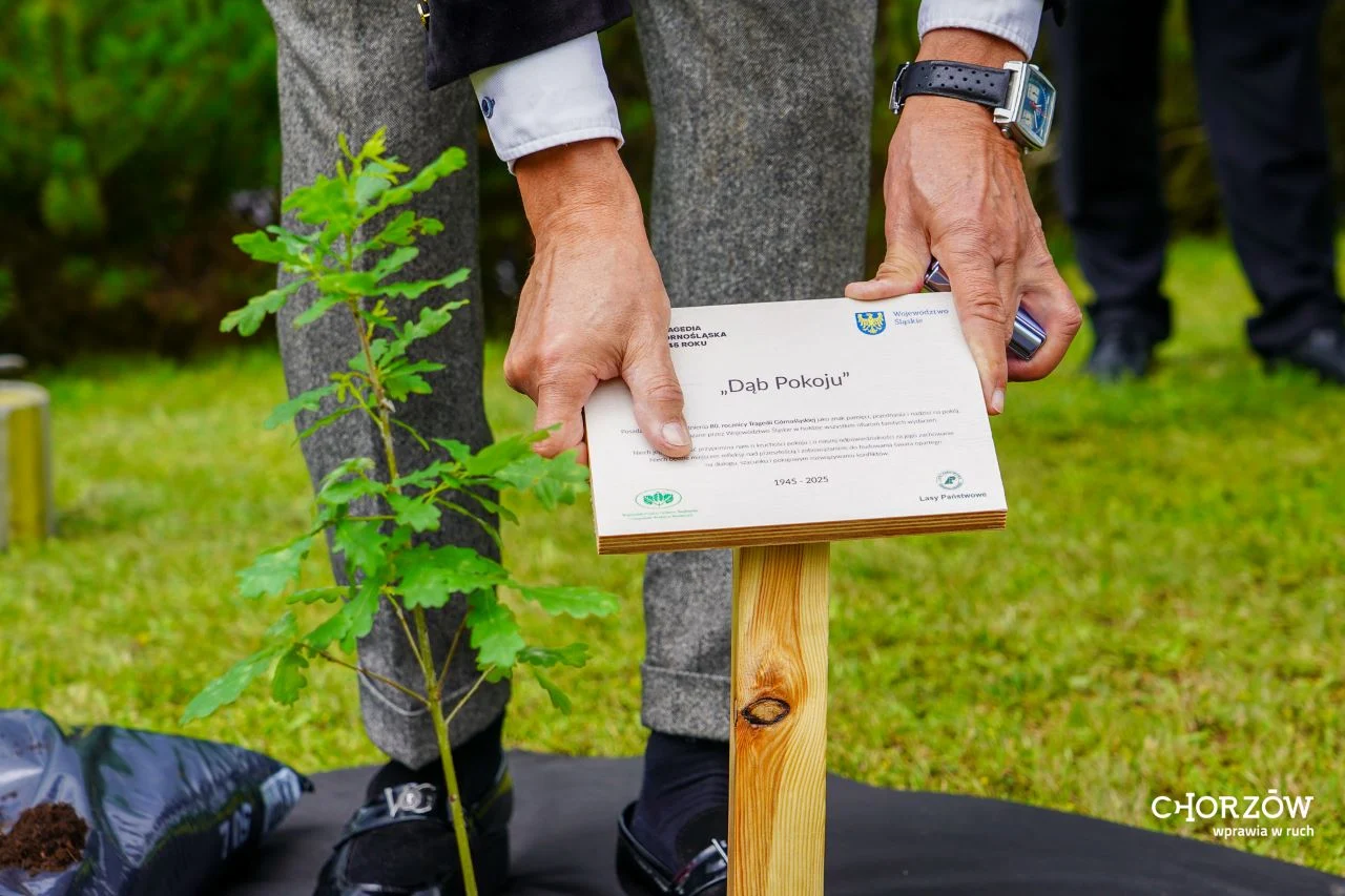 Chorzów pamięta o ofiarach Tragedii Górnośląskiej. Posadzono symboliczny "Dąb Pokoju"