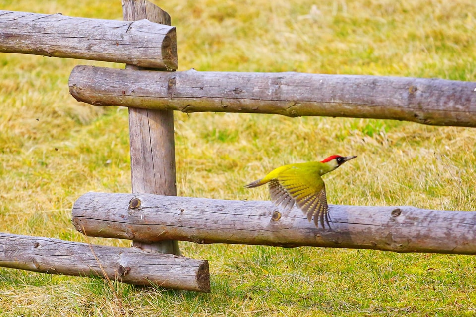 Spacer ornitologiczny w skansenie już 15 czerwca. Zobacz ptaki z bliska!