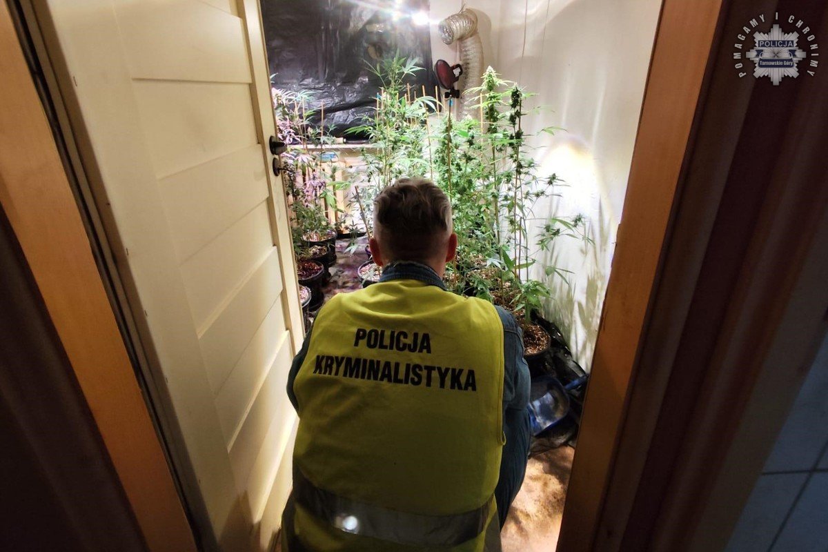 Kryminalni zlikwidowali nielegalną uprawę konopi. 52-latek zatrzymany!