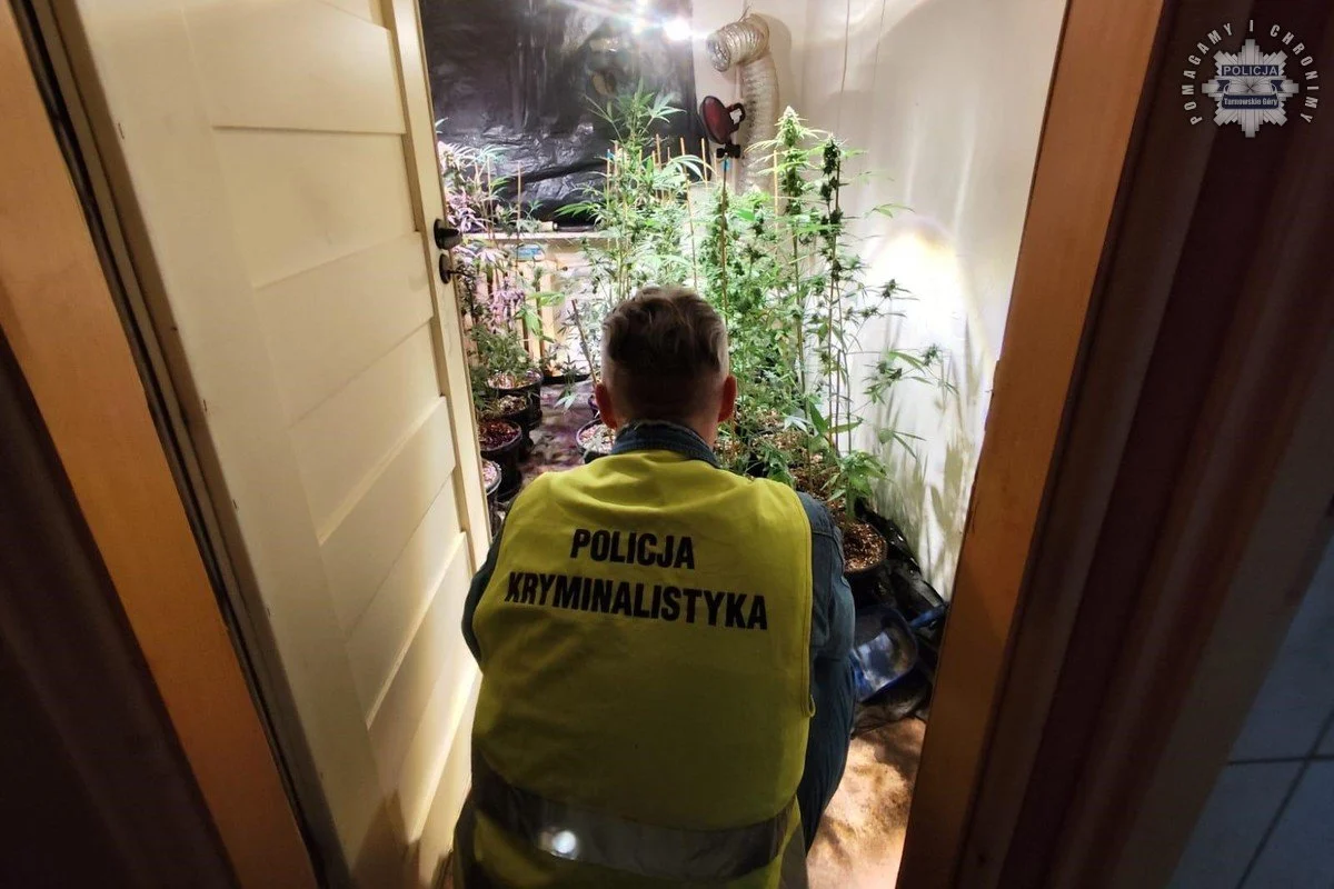 Kryminalni zlikwidowali nielegalną uprawę konopi. 52-latek zatrzymany!