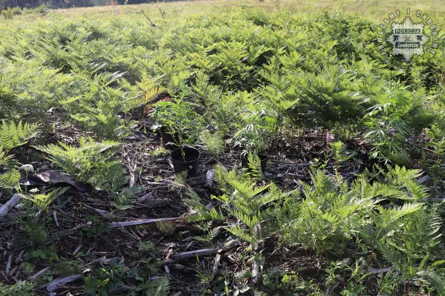 16-latek zatrzymany za uprawę konopi i posiadanie narkotyków
