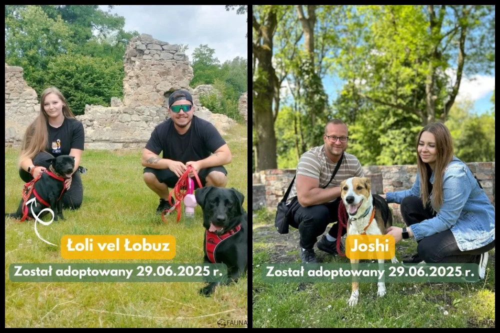 Adopcyjne podsumowanie tygodnia – kolejne Fauniaki opuściły schronisko