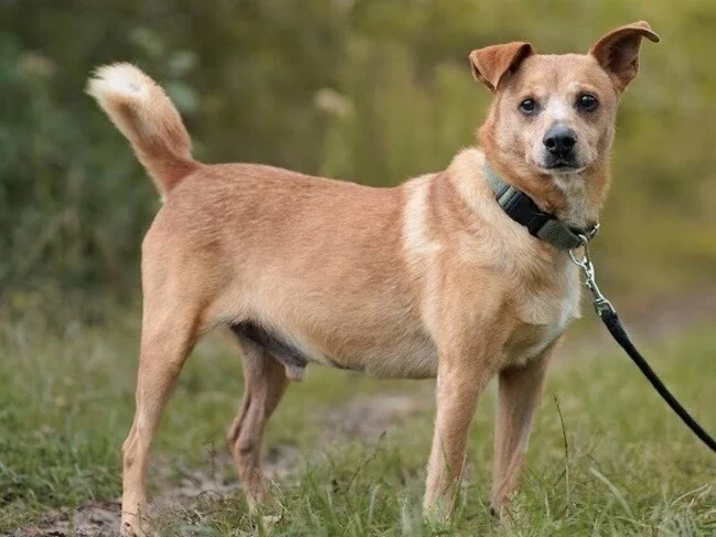 Trwa zbiórka na leczenie psiego seniora, Chrupka
