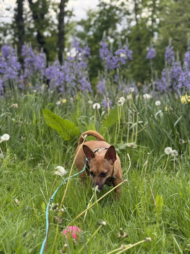 Prace przy Wielkim Piecu w Rudzie Śląskiej nabierają tempa