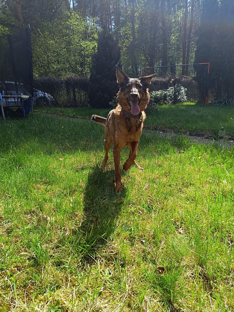 Cztery małe kocięta w kartonie porzucone na śmietniku. Schronisko prosi o pomoc