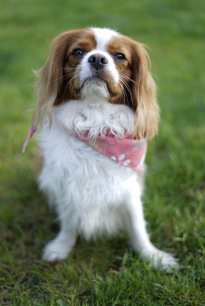 Groźne dachowanie na DTŚ w Rudzie Śląskiej. Toyota zrobiła salto i wylądowała na boku