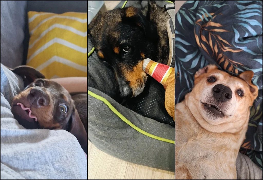 1 lipca świętowaliśmy Międzynarodowy Dzień Psa. Oto pupile naszych Czytelników [FOTO]