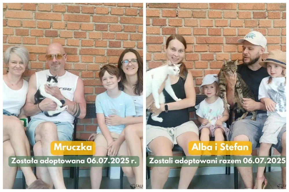 Koci tydzień w Faunie – 5 kotów znalazło kochające domy!