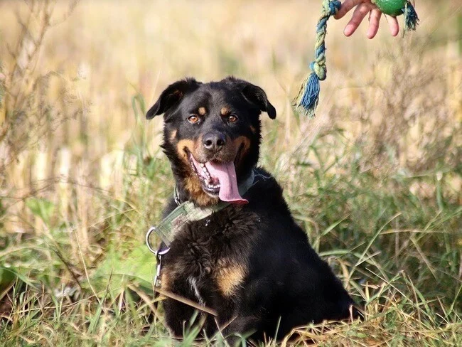 Pomóżmy Alexowi stanąć na cztery łapy!