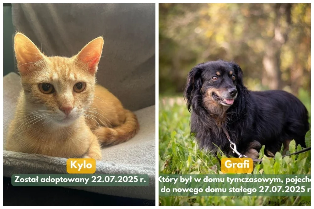 Szczęście w "Faunie" - 12 podopiecznych znalazło dom!