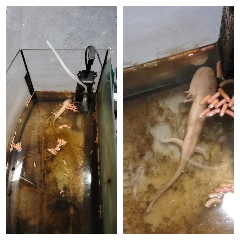 Zaniedbanie zwierzęcia zagrożonego wyginięciem. 34-latka stanie przed sądem