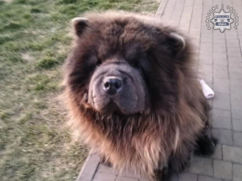 Zaginął pies rasy Chow Chow – Policja prosi o pomoc w ustaleniu sprawcy kradzieży