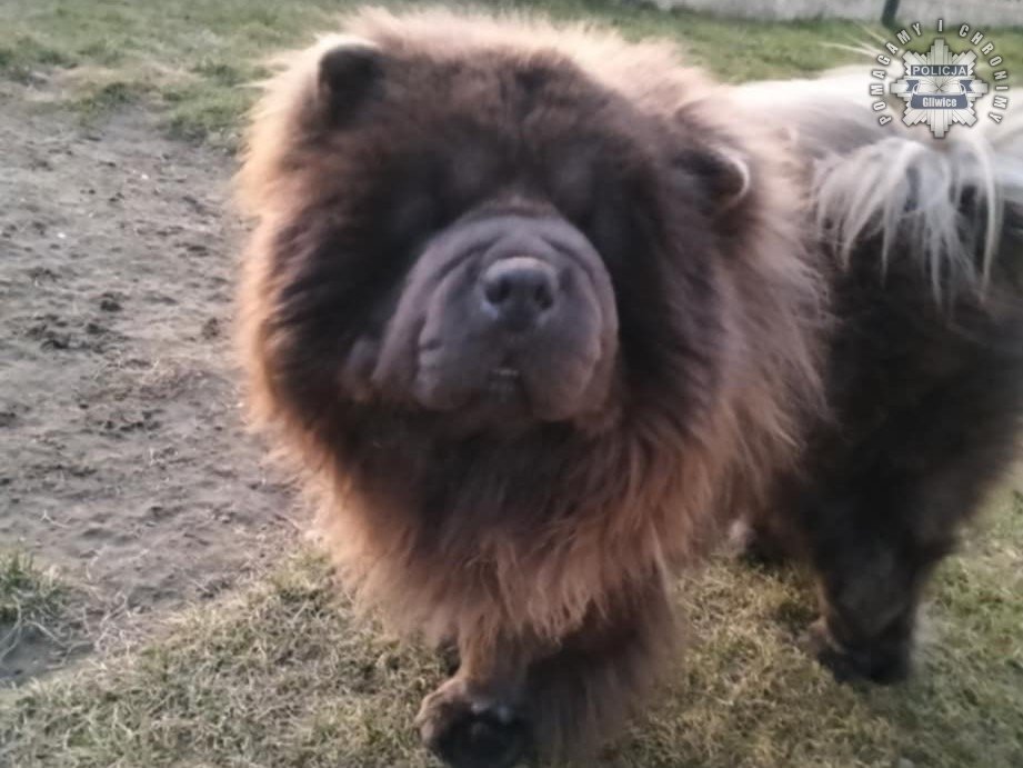 Zaginął pies rasy Chow Chow – Policja prosi o pomoc w ustaleniu sprawcy kradzieży