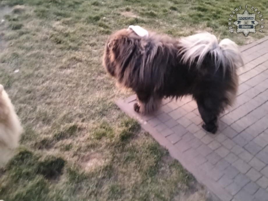 Zaginął pies rasy Chow Chow – Policja prosi o pomoc w ustaleniu sprawcy kradzieży