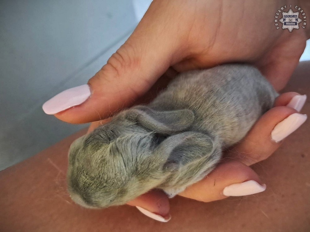 Króliczki porzucone w pełnym słońcu uratowane dzięki szybkiej reakcji policji