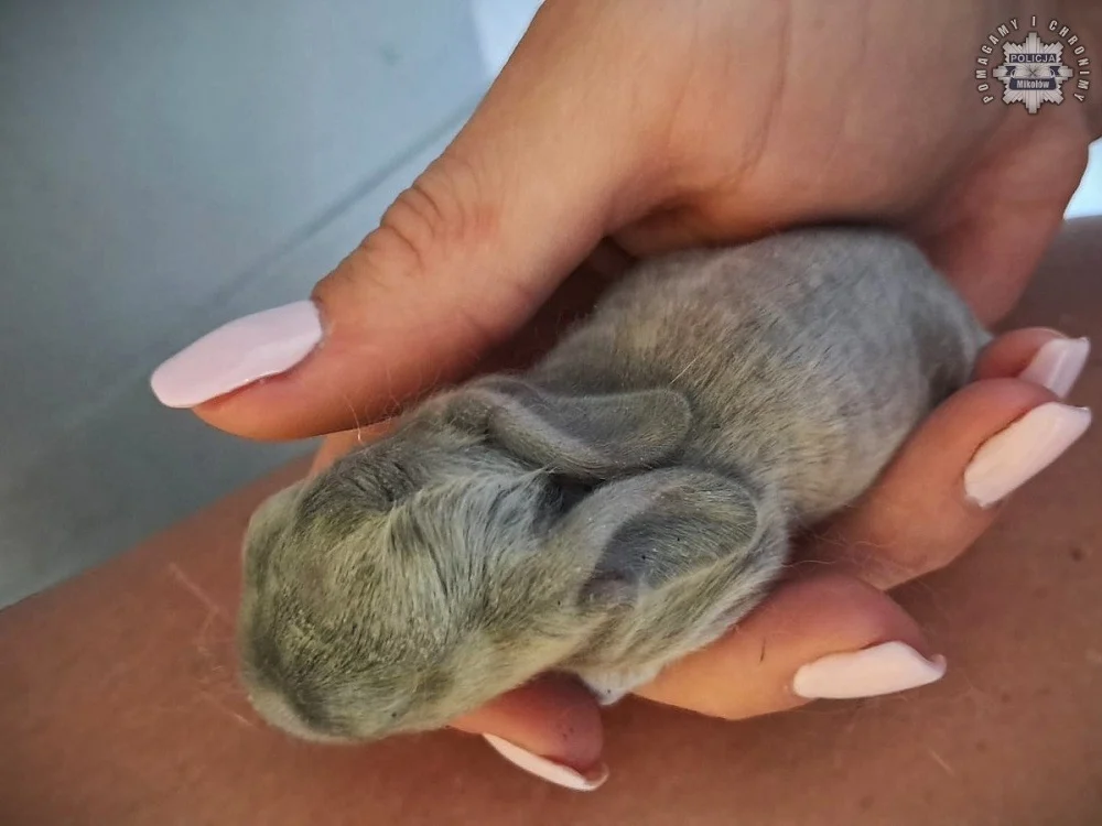 Króliczki porzucone w pełnym słońcu uratowane dzięki szybkiej reakcji policji