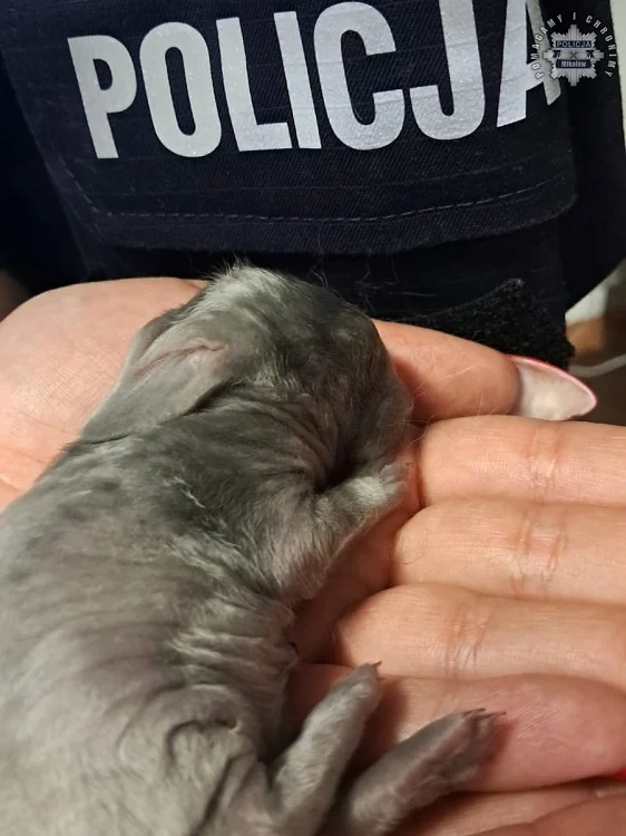 Króliczki porzucone w pełnym słońcu uratowane dzięki szybkiej reakcji policji