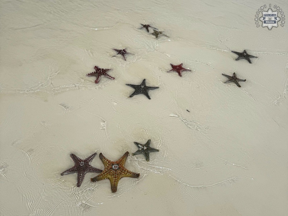 Uważaj na pamiątki z wakacji! Możesz złamać prawo i trafić do więzienia