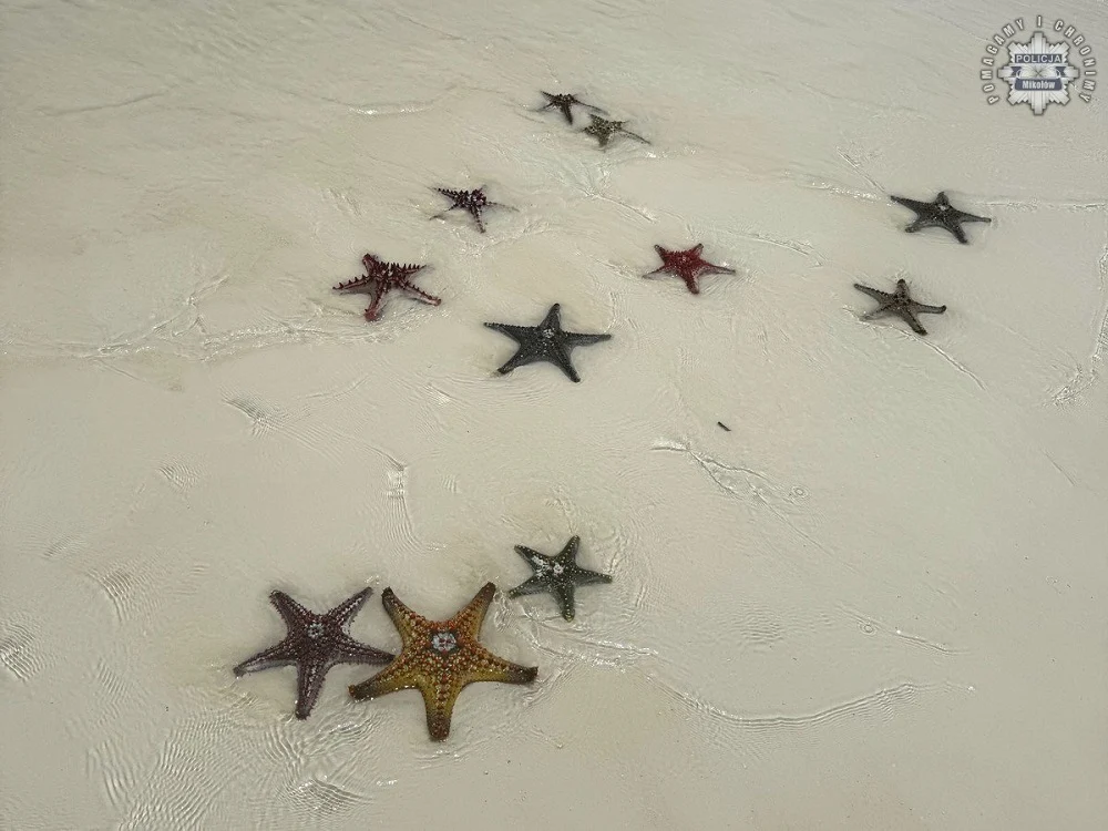 Uważaj na pamiątki z wakacji! Możesz złamać prawo i trafić do więzienia