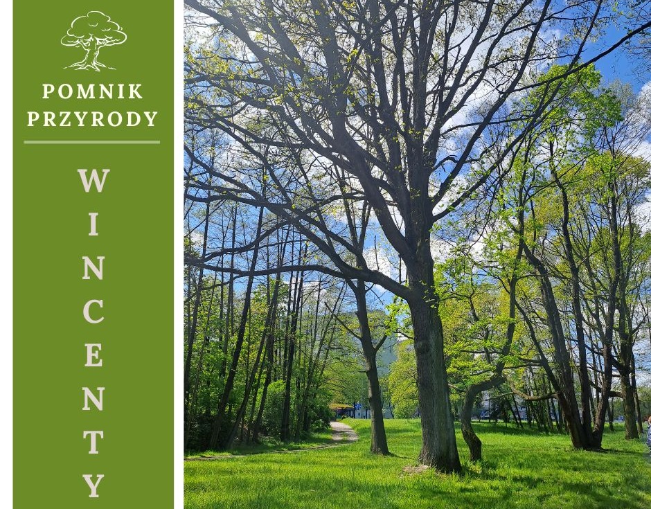 301 cm obwodu i 18 metrów wysokości – nowy pomnik przyrody w Tychach