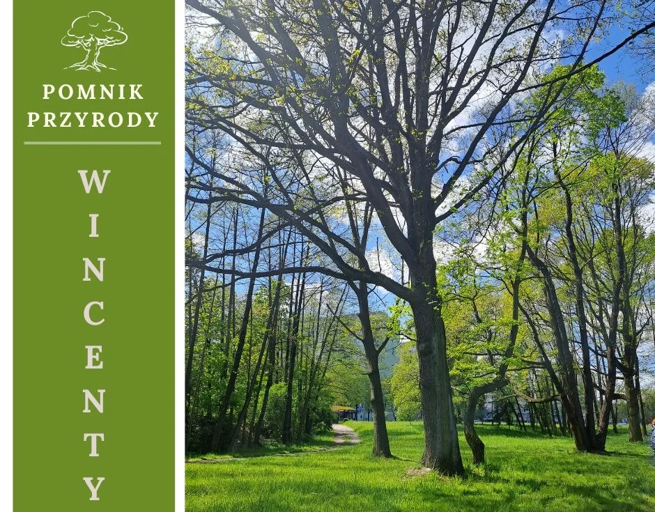 301 cm obwodu i 18 metrów wysokości – nowy pomnik przyrody w Tychach