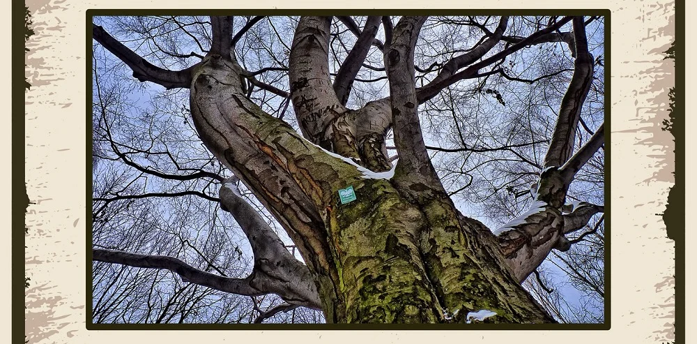 Przedłużono termin zgłoszeń na pomnik przyrody w Mysłowicach