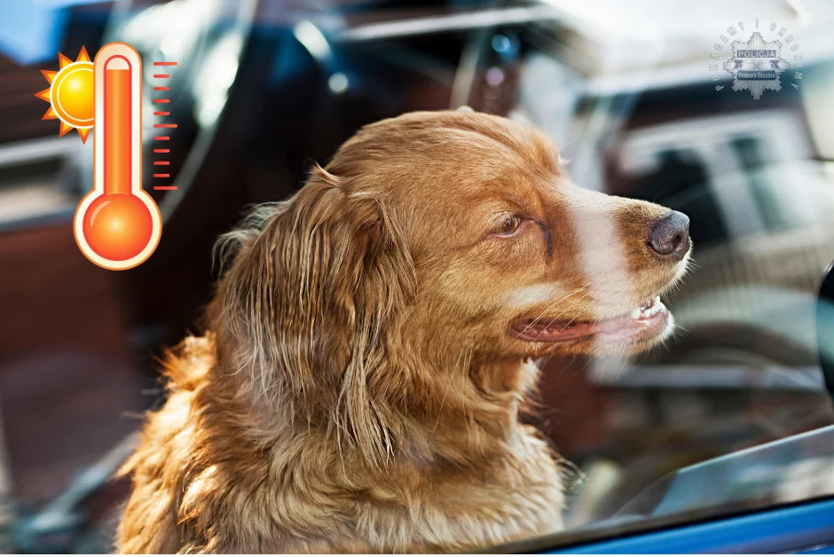 Policja apeluje: Nigdy nie zostawiaj dziecka ani zwierzęcia w rozgrzanym samochodzie