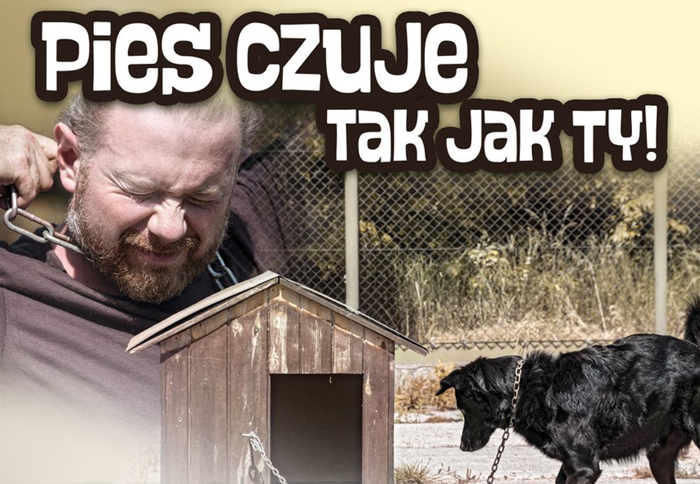 Upał może zabić – jak chronić psa przed przegrzaniem i odwodnieniem?