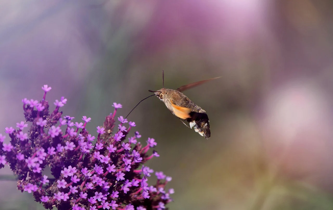 Fruczak gołąbek czyli polski koliber w ogrodzie