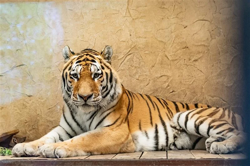 Chorzowskie ZOO z nowym mieszkańcem. GZM adoptuje tygrysa amurskiego!