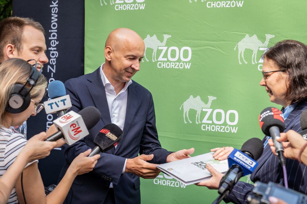 Chorzowskie ZOO z nowym mieszkańcem. GZM adoptuje tygrysa amurskiego!