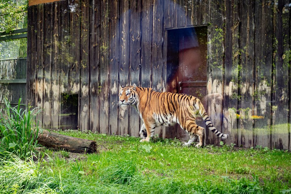 Chorzowskie ZOO z nowym mieszkańcem. GZM adoptuje tygrysa amurskiego!