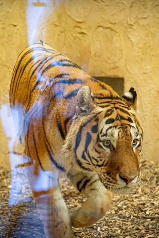 Chorzowskie ZOO z nowym mieszkańcem. GZM adoptuje tygrysa amurskiego!