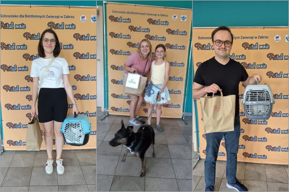 Serce rośnie! Siedem zwierzaków z Psitula trafiło do kochających rodzin