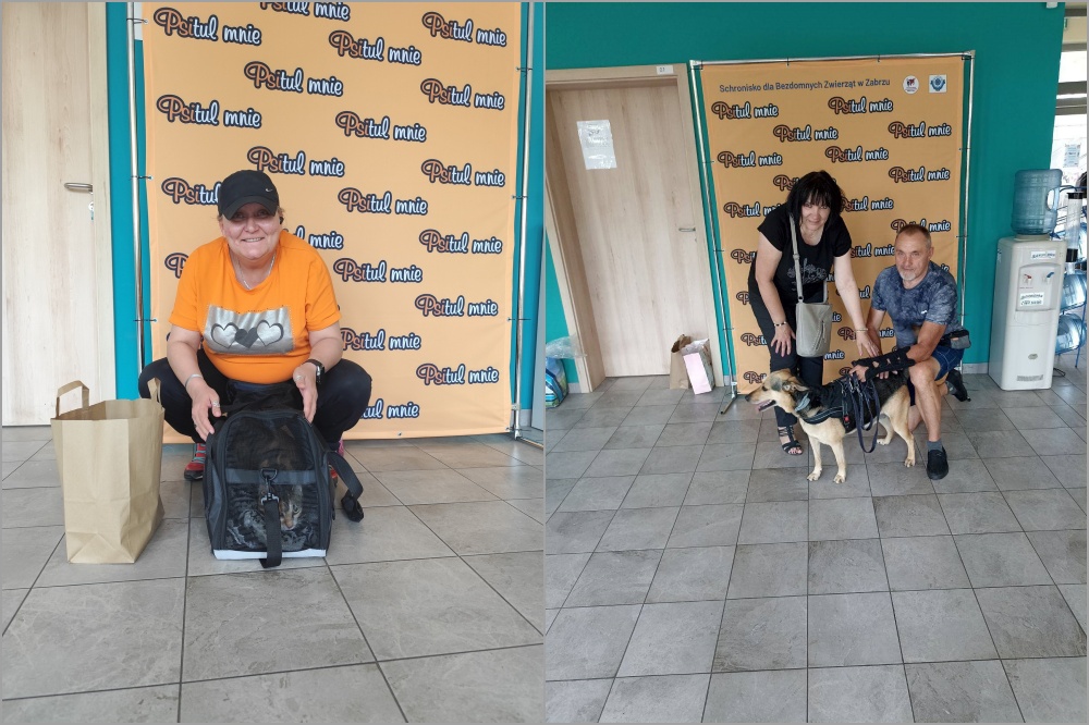 Serce rośnie! Siedem zwierzaków z Psitula trafiło do kochających rodzin