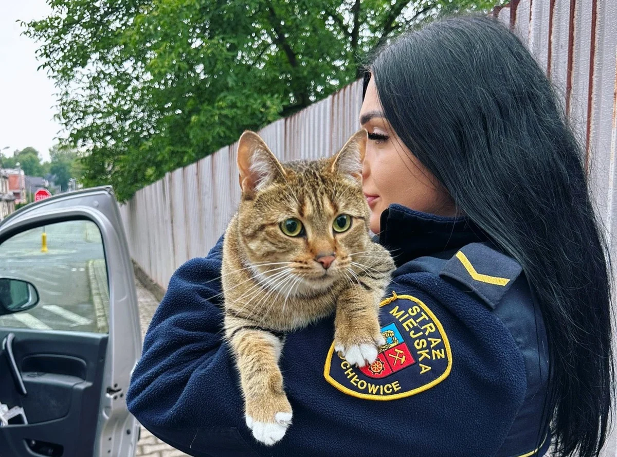 Kot utknął na drzewie w Świętochłowicach – pomogła Straż Miejska