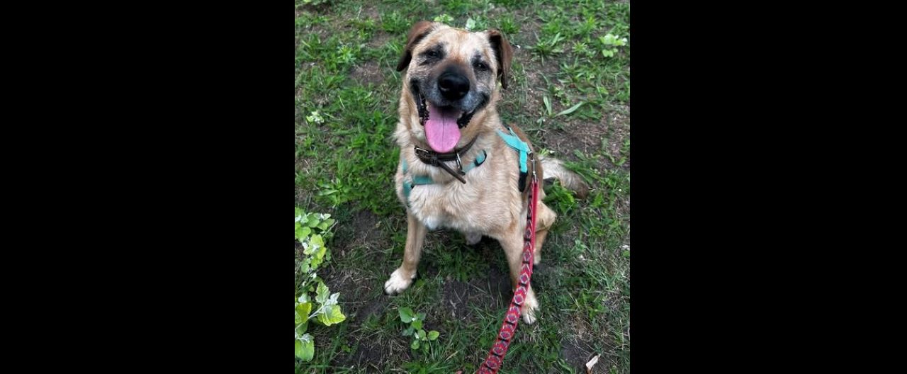 "Na trawie przy kawie" - świętochłowiczanom towarzyszyli zwierzaki ze schroniska PsiKot!