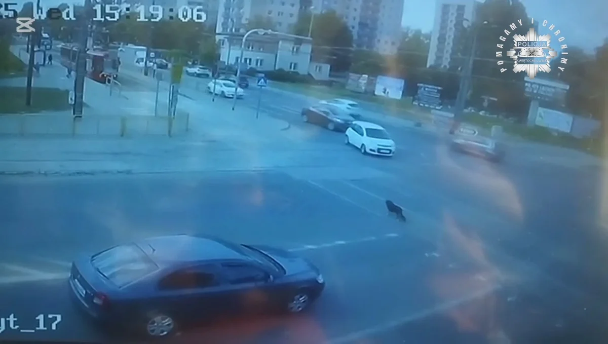 37-letni mieszkaniec Świętochłowic porzucił swojego psa. Grozi mu do 3 lat więzienia