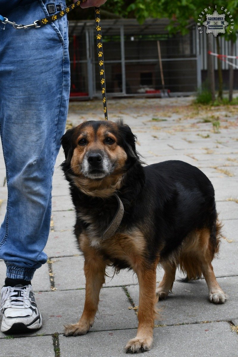 37-letni mieszkaniec Świętochłowic porzucił swojego psa. Grozi mu do 3 lat więzienia