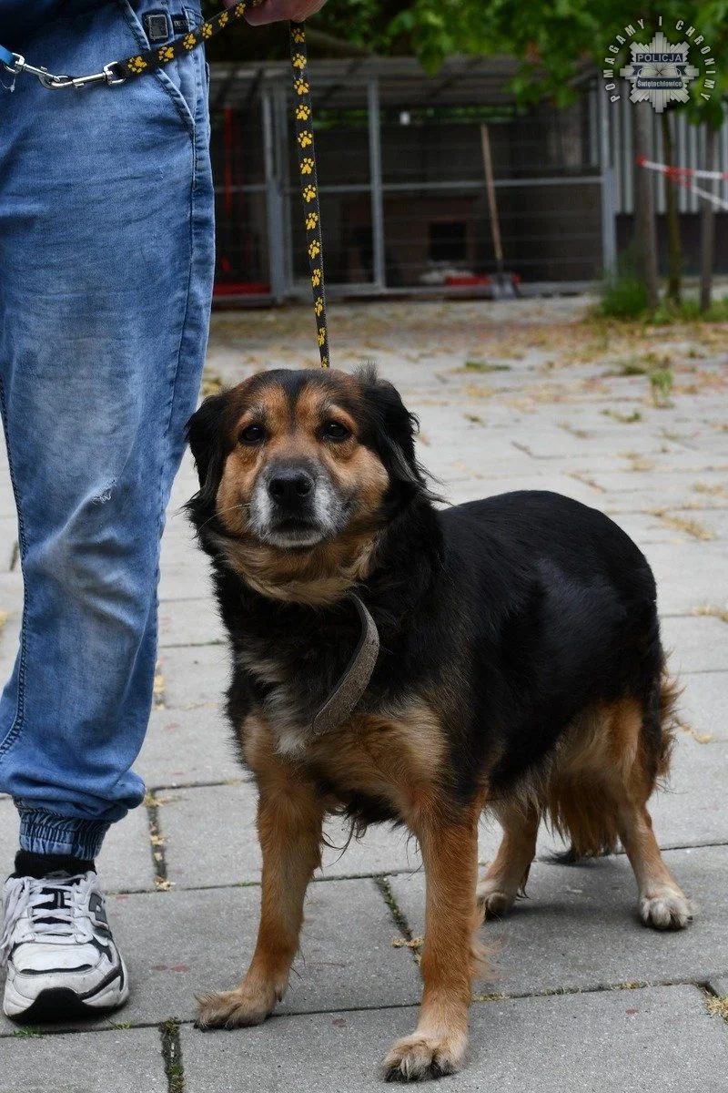 37-letni mieszkaniec Świętochłowic porzucił swojego psa. Grozi mu do 3 lat więzienia