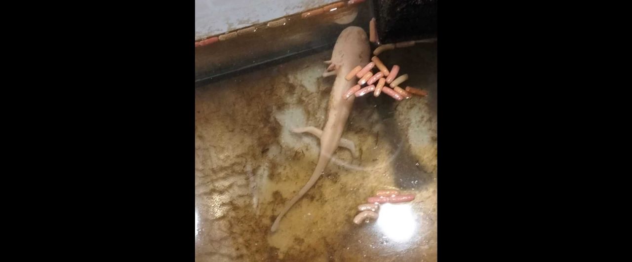 Porzuciła zwierzę objęte ochroną – odpowie przed sądem za znęcanie się