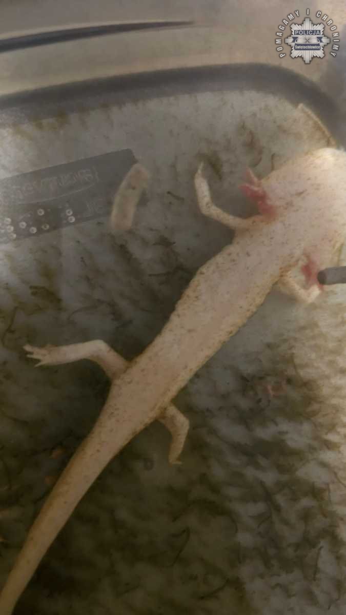 Porzuciła zwierzę objęte ochroną – odpowie przed sądem za znęcanie się