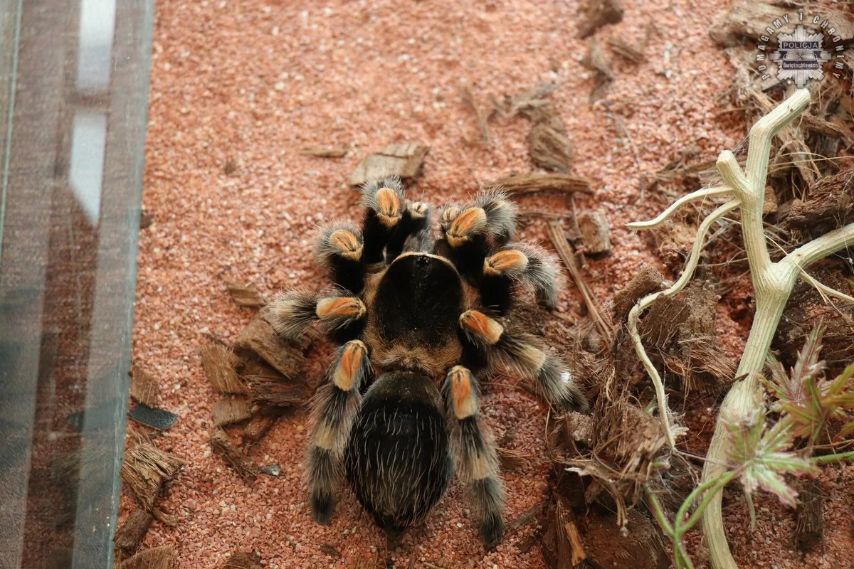 Zarabiał wystawiając egzotyczne pająki bez zezwoleń – wpadł w policyjną sieć