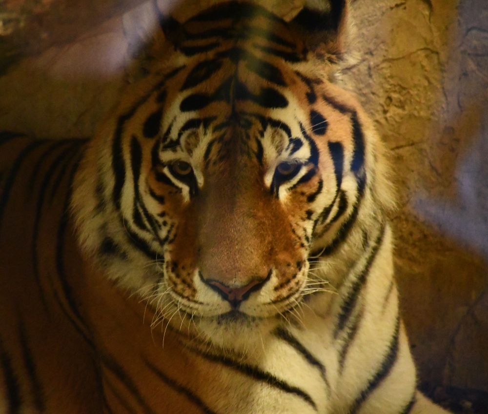 Śląskie ZOO ma nowego mieszkańca! To 13-letni tygrys amurski o imieniu Tiber!