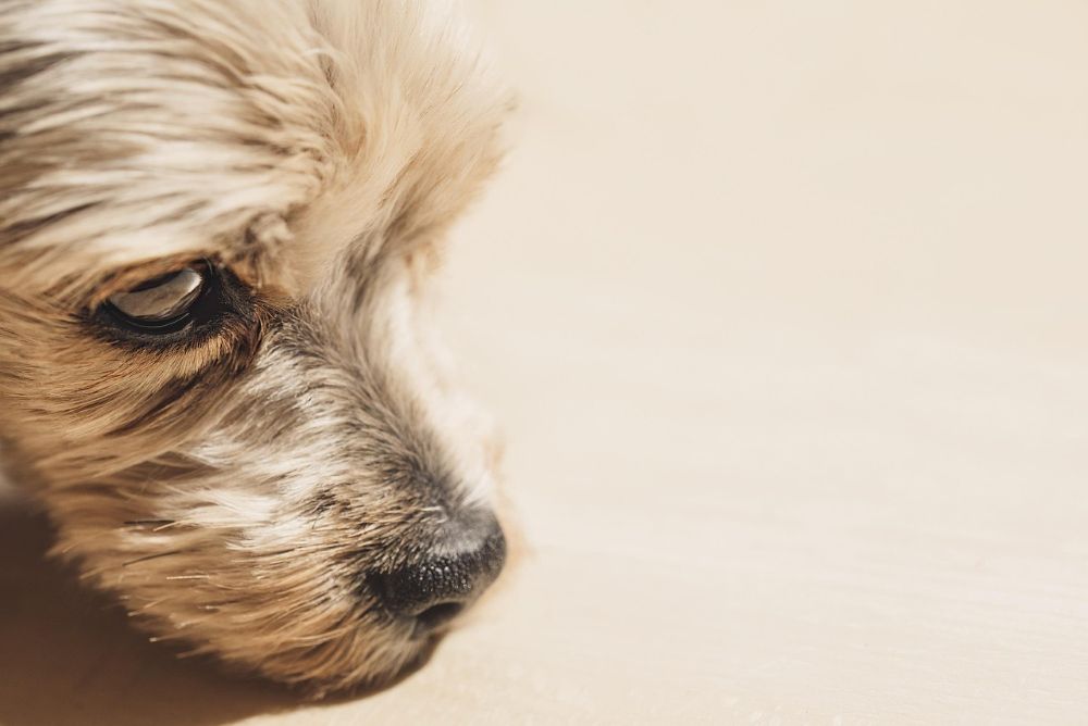 W "Faunie" uruchomiono możliwość wirtualnych adopcji!