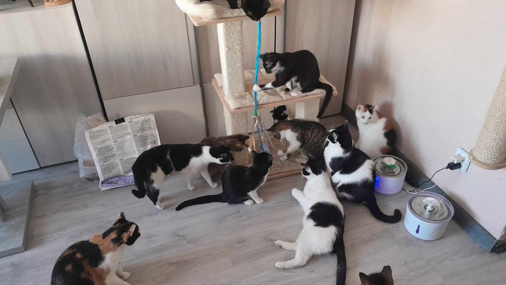 Pomóżmy pani Aleksandrze ratować bezdomne koty!