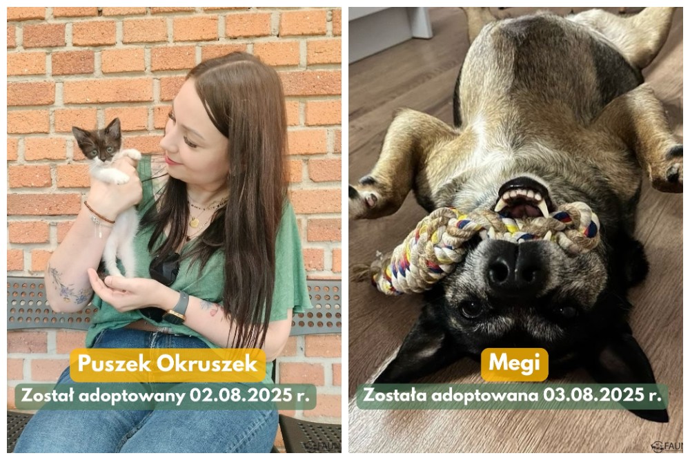 Kolejne zwierzaki znalazły dom – sprawdź adopcyjne podsumowanie tygodnia