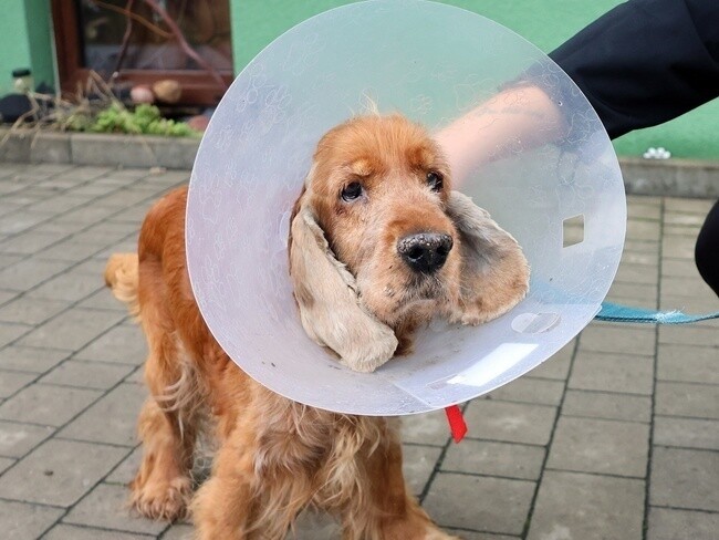 Trwa zbiórka dla psiaka Farciarza, który walczy o zdrowie!