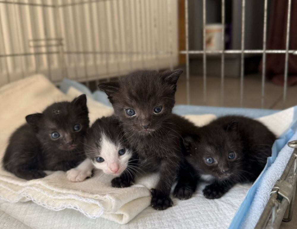 Cztery małe kocięta w kartonie porzucone na śmietniku. Schronisko prosi o pomoc