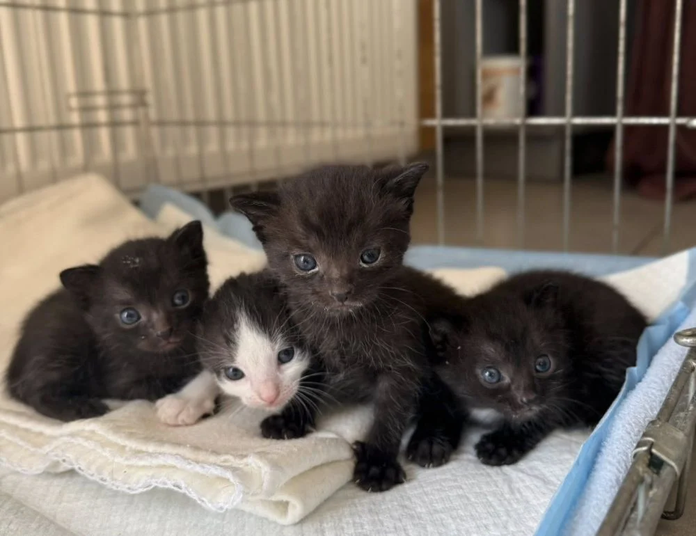 Cztery małe kocięta w kartonie porzucone na śmietniku. Schronisko prosi o pomoc